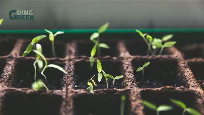 grøn boks med planter der vokser