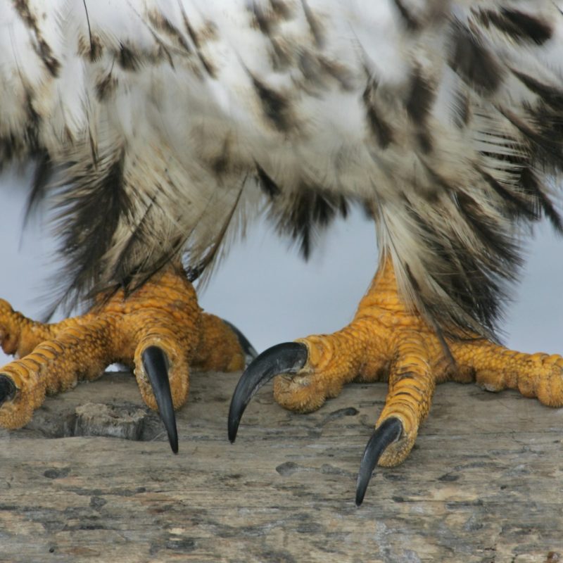 Kilde: Getty Images
