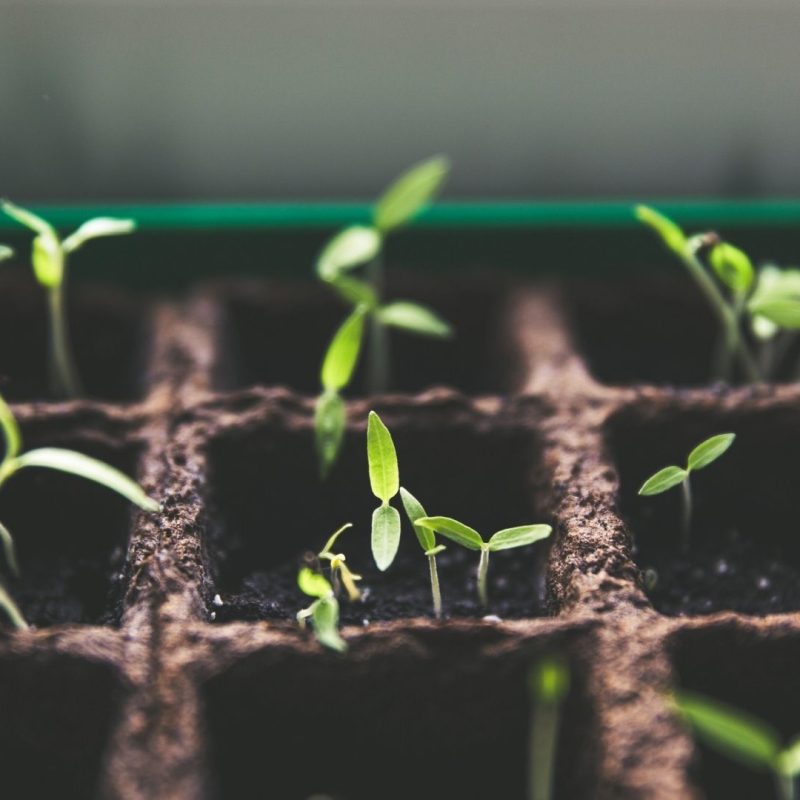 grøn boks med planter der vokser
